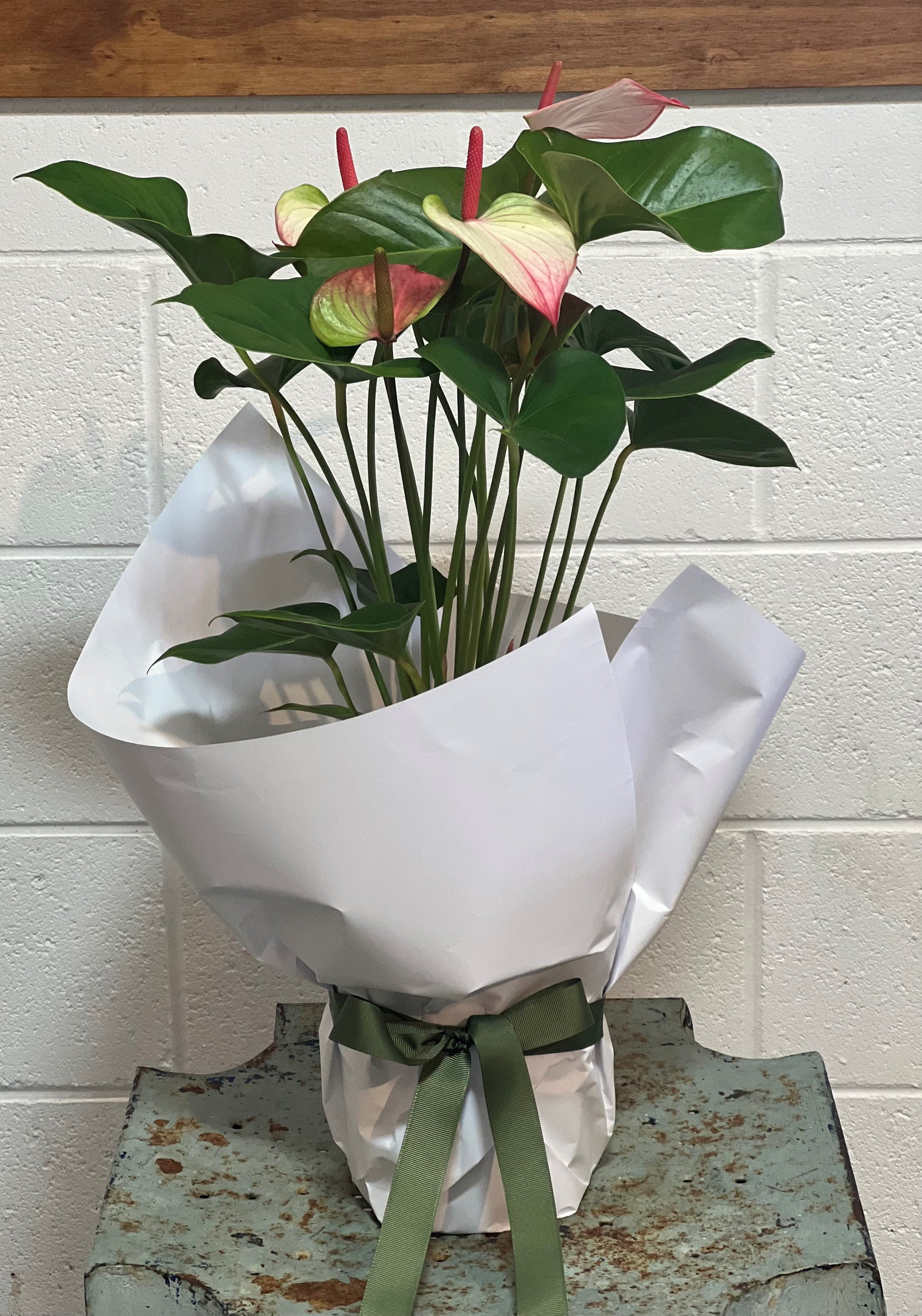 Flowering Anthurium Plant