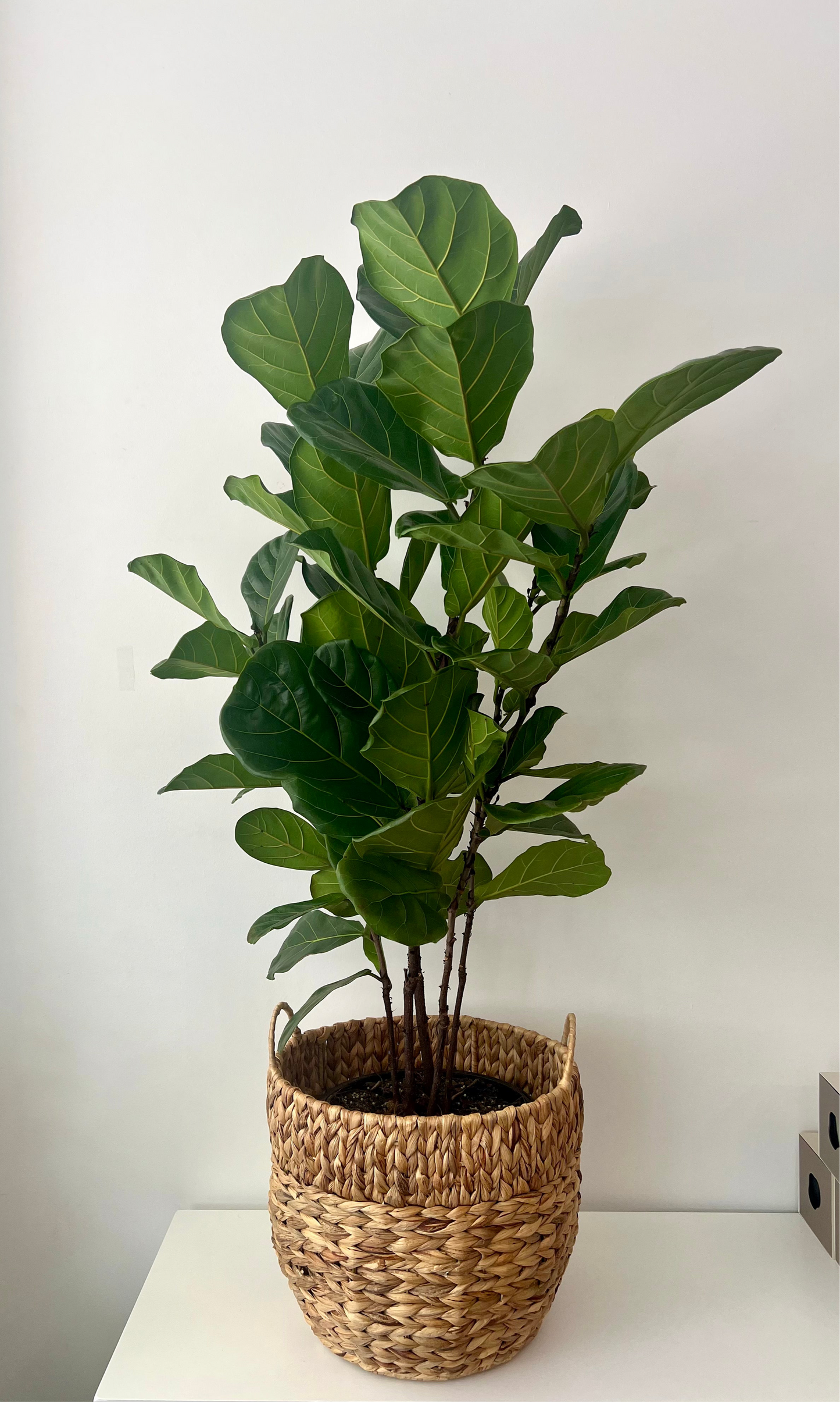 XL Fiddle Leaf Fig in Woven Basket