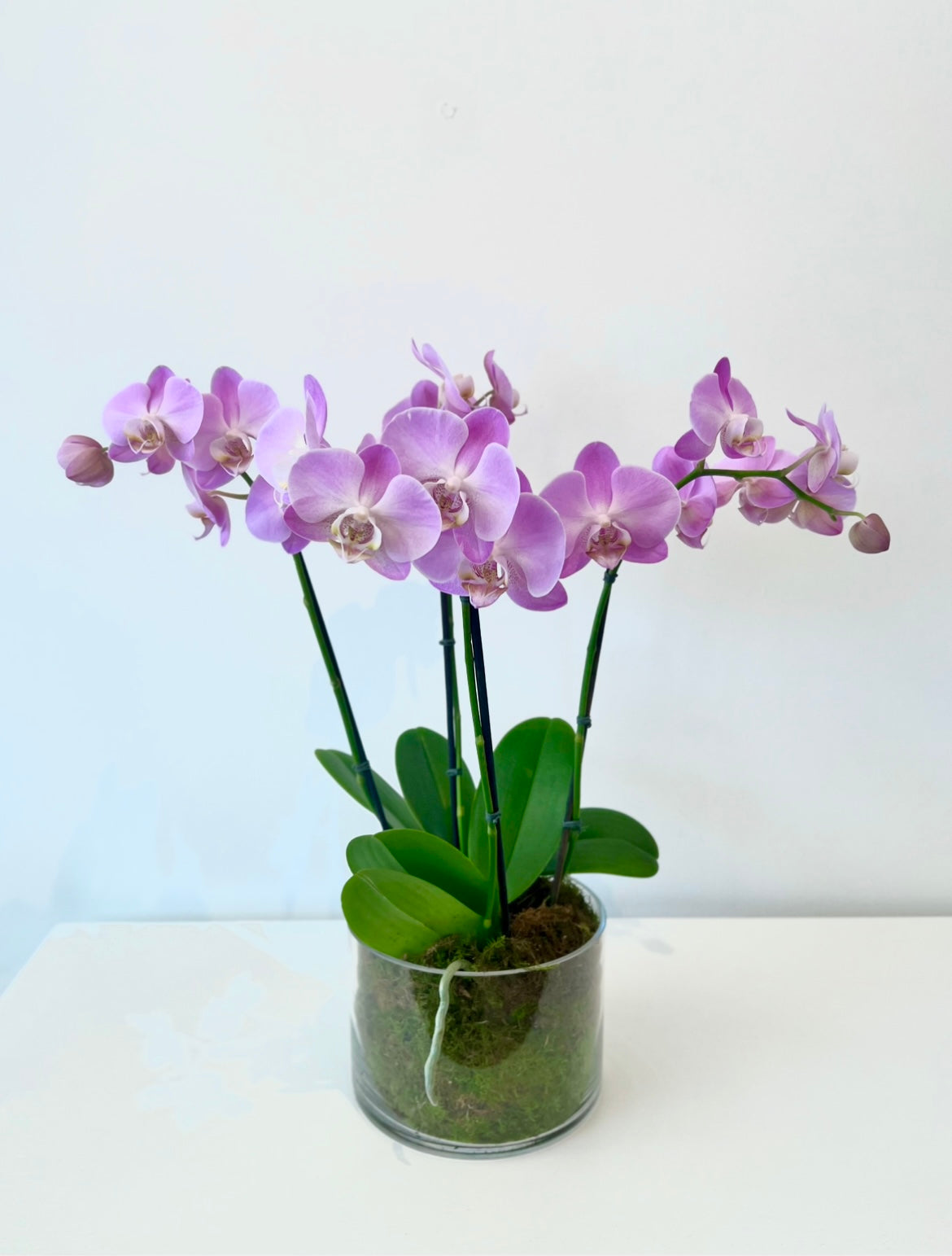 Miniature Orchid Planter