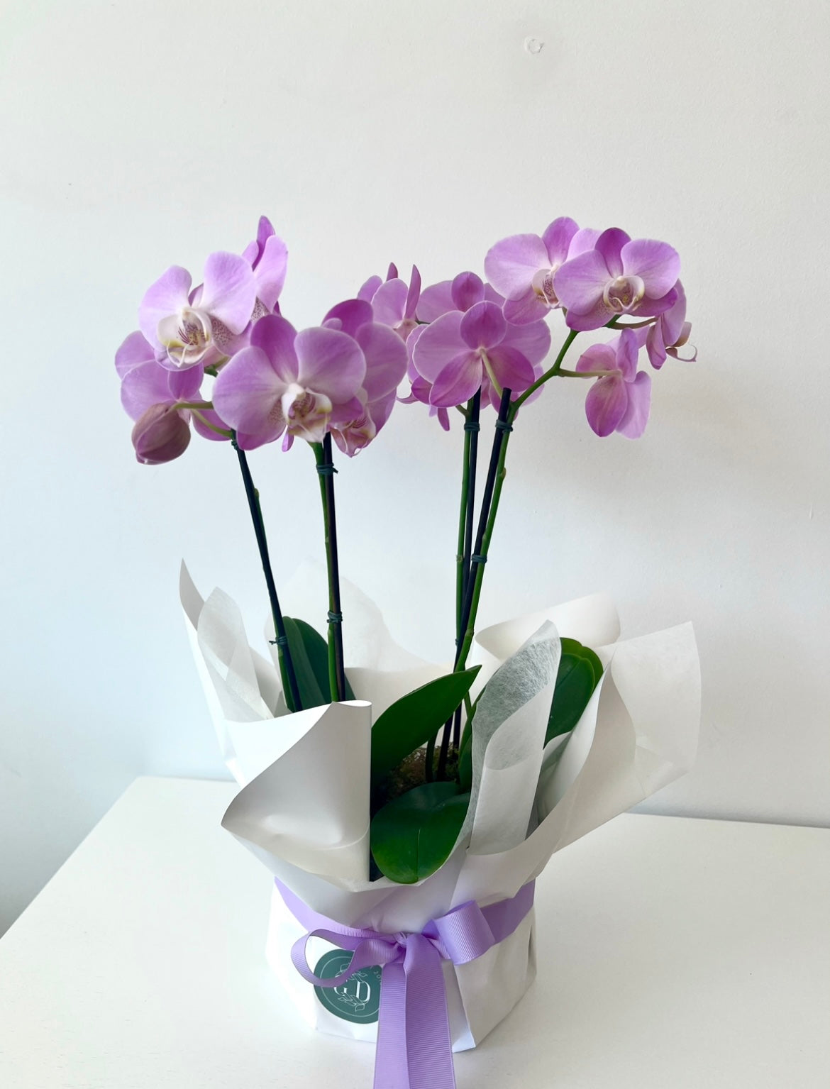 Miniature Orchid Planter