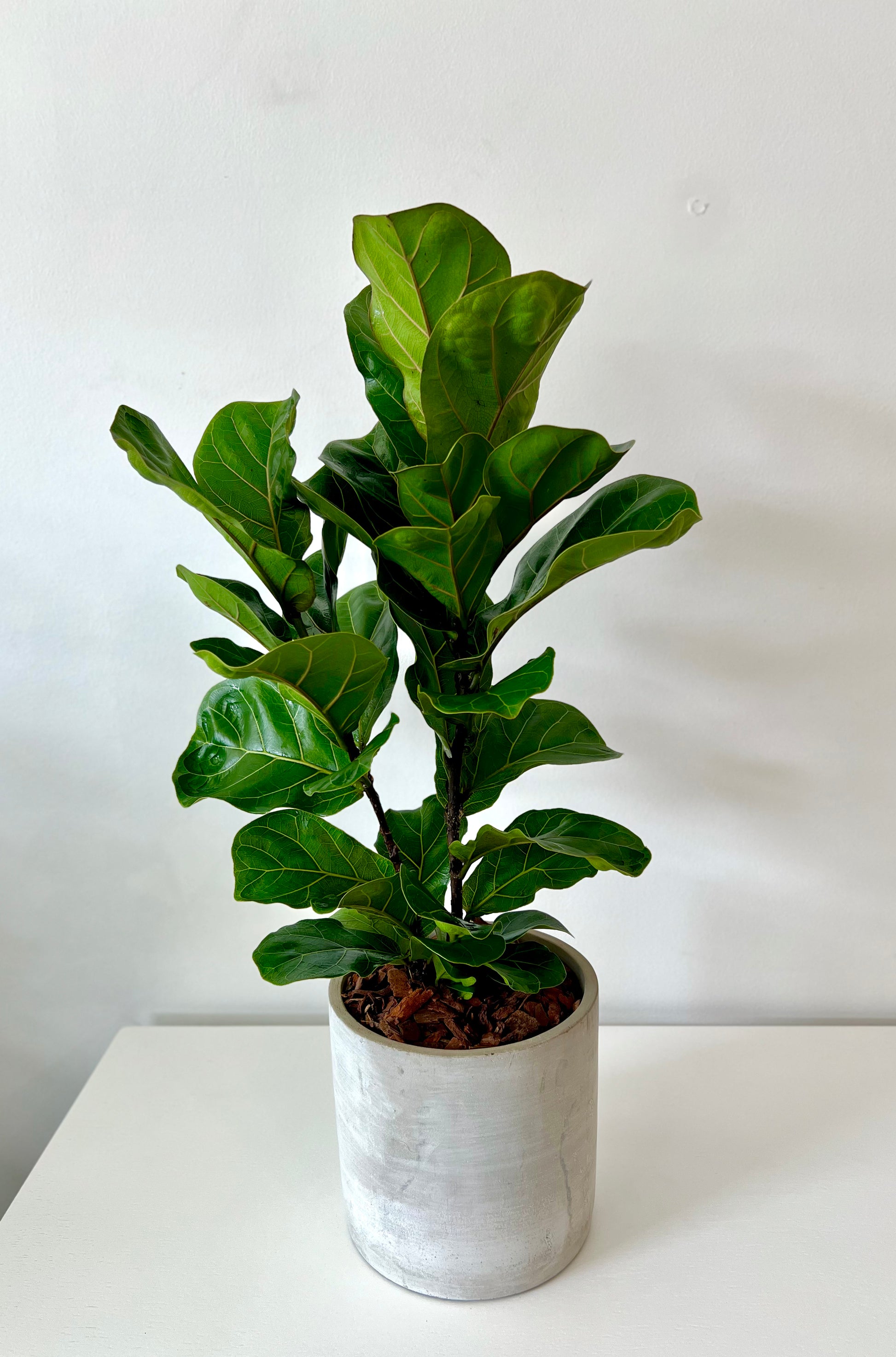 Bambino Fiddle Leaf Fig