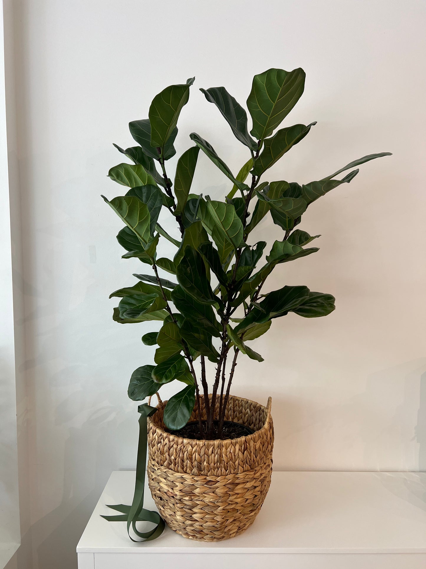XL Fiddle Leaf Fig in Woven Basket