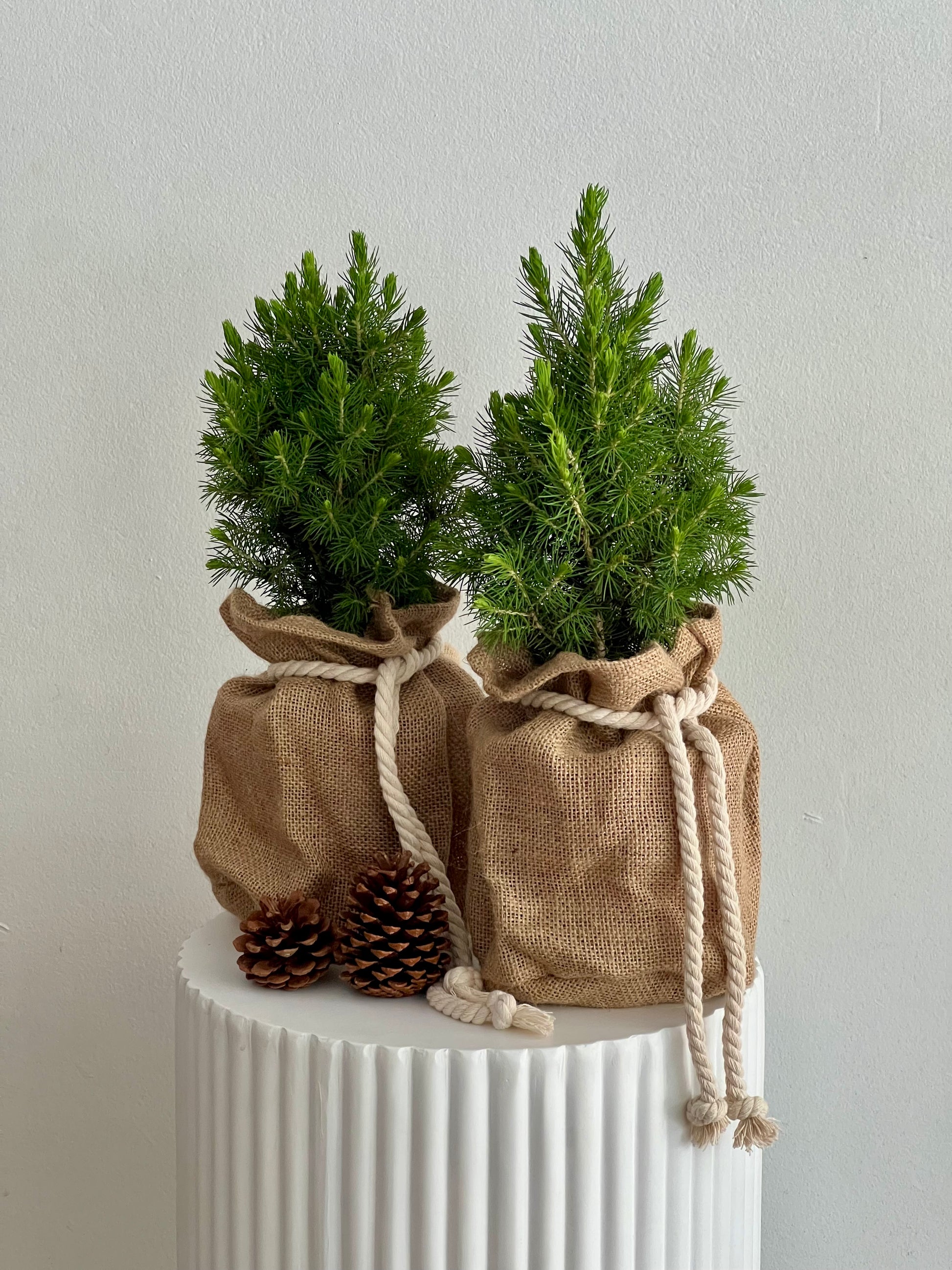 Joyeux Noël Christmas Trees