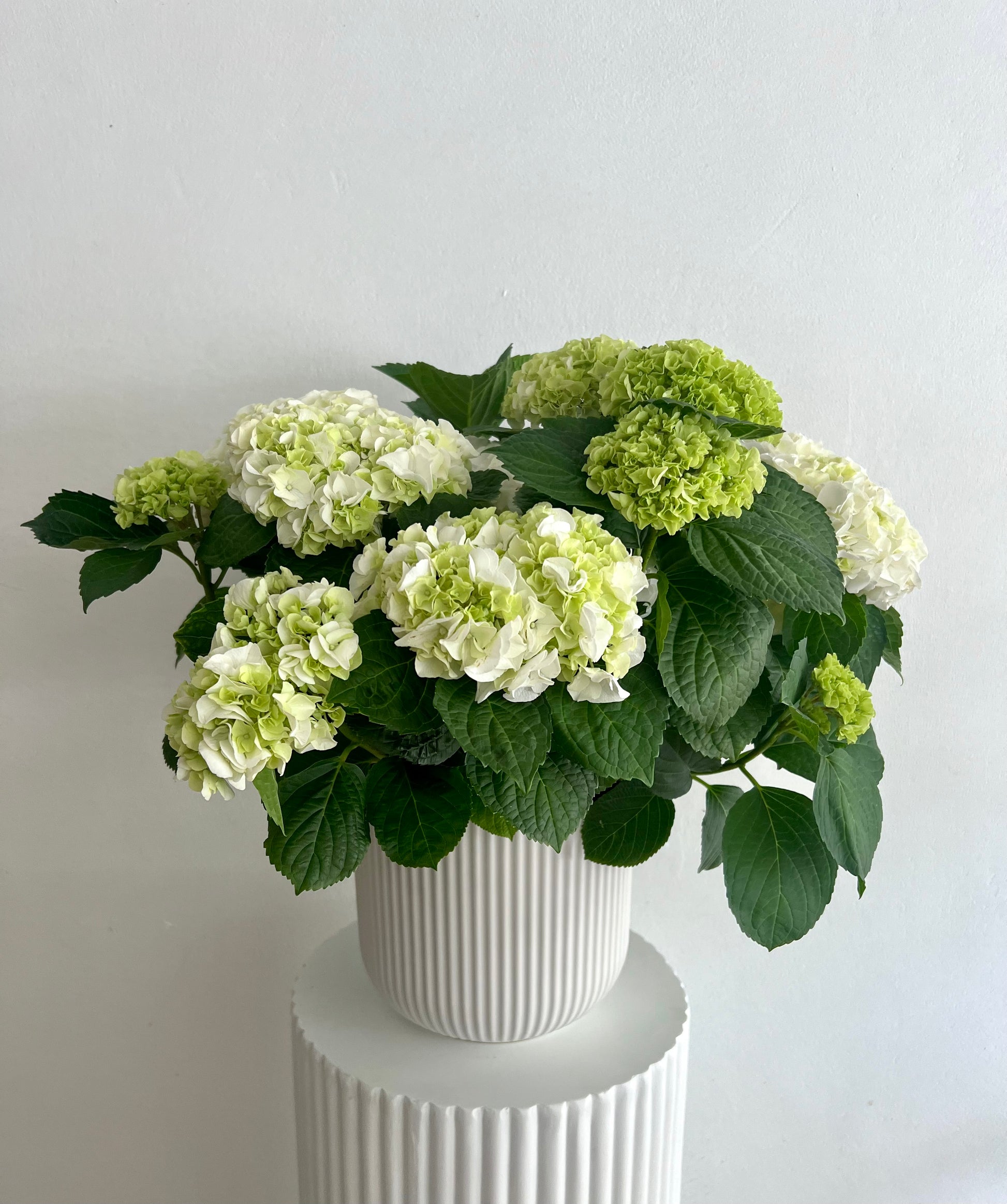 Large Potted Hydrangea