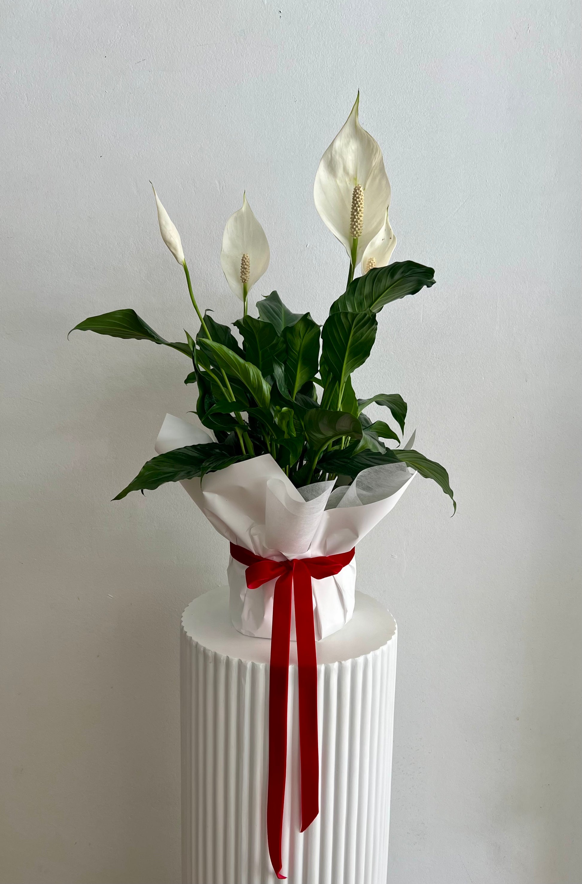 Tranquility Peace Lily