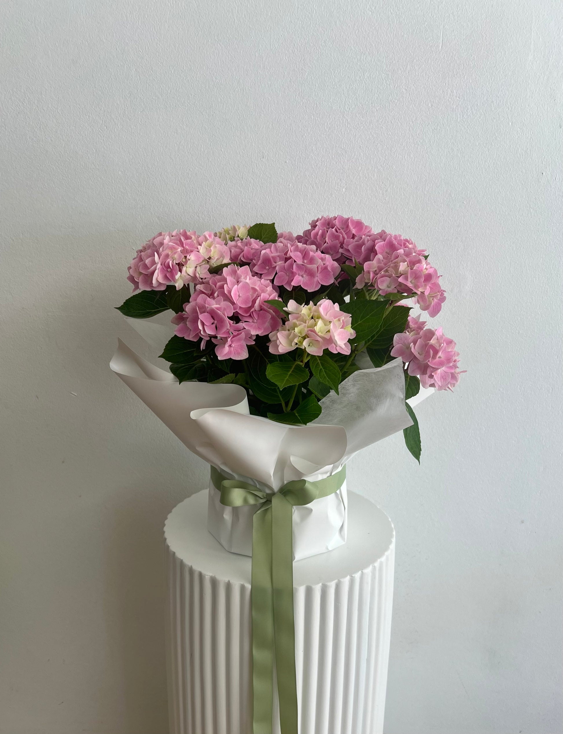 Potted Hydrangea