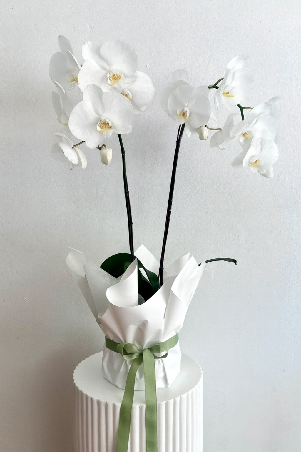 Luxury Orchid Planter