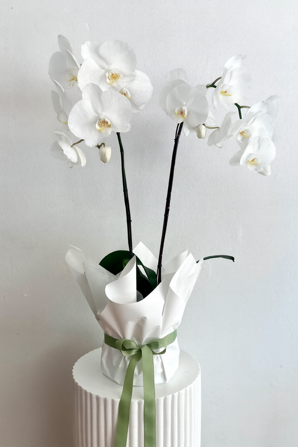 LUXURY ORCHID PLANTER