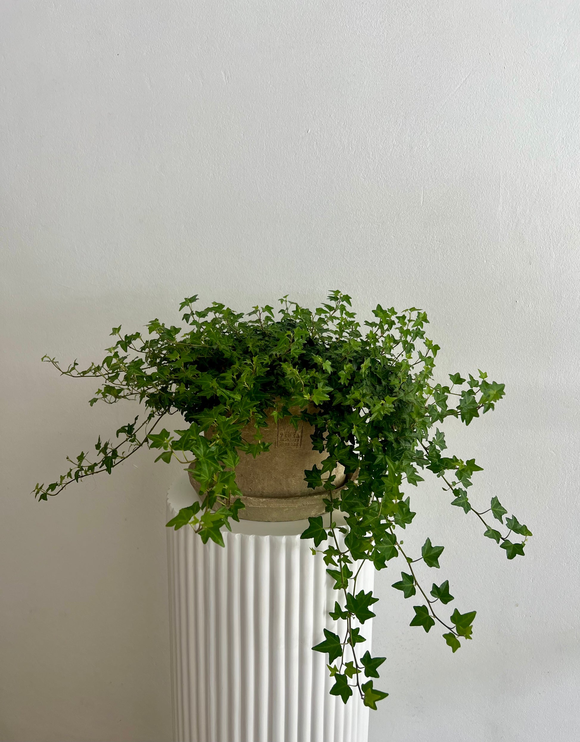 Potted Ivy