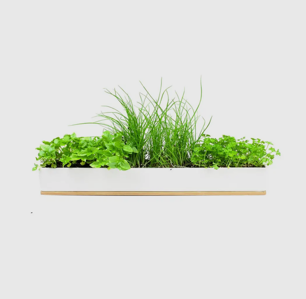 Urban Greens Microherbs Windowsill Box Kit