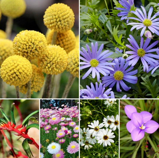 Australian Wild Flowers Seed Bomb