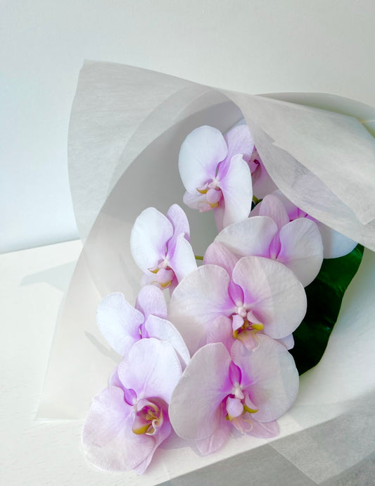 Luxurious Orchids En Masse