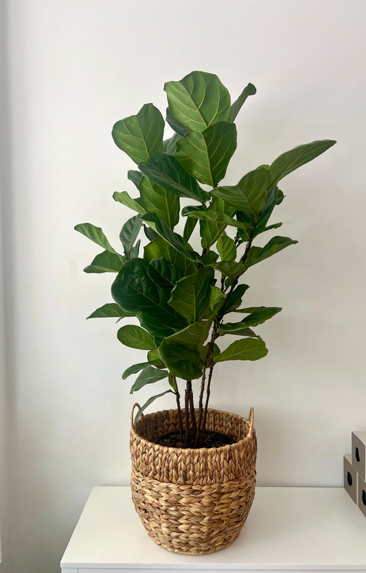 XL Fiddle Leaf Fig in Woven Basket