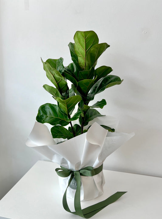 Bambino Fiddle Leaf Fig in Cement Planter