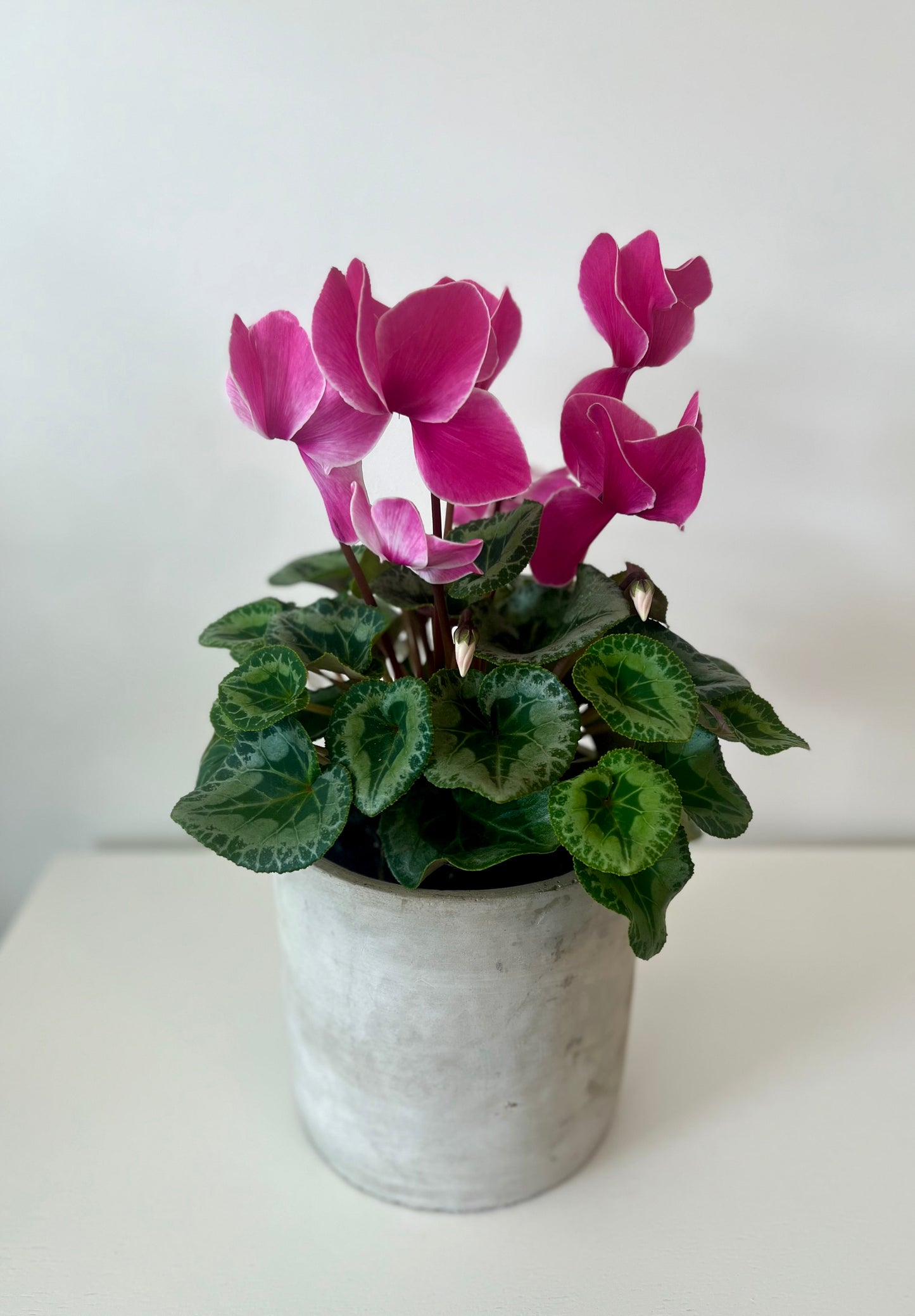 Elegant Potted Cyclamen