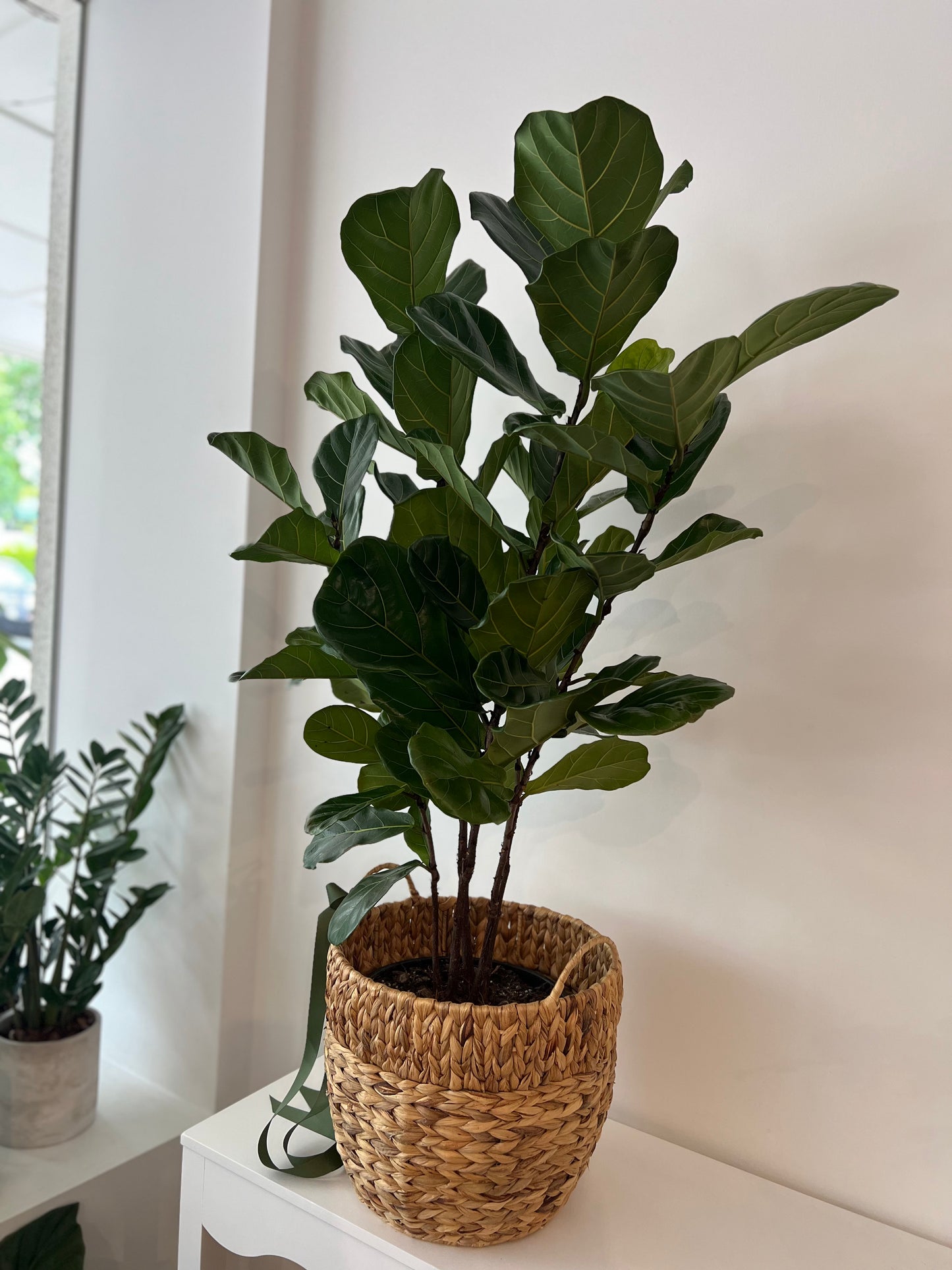 XL Fiddle Leaf Fig in Woven Basket