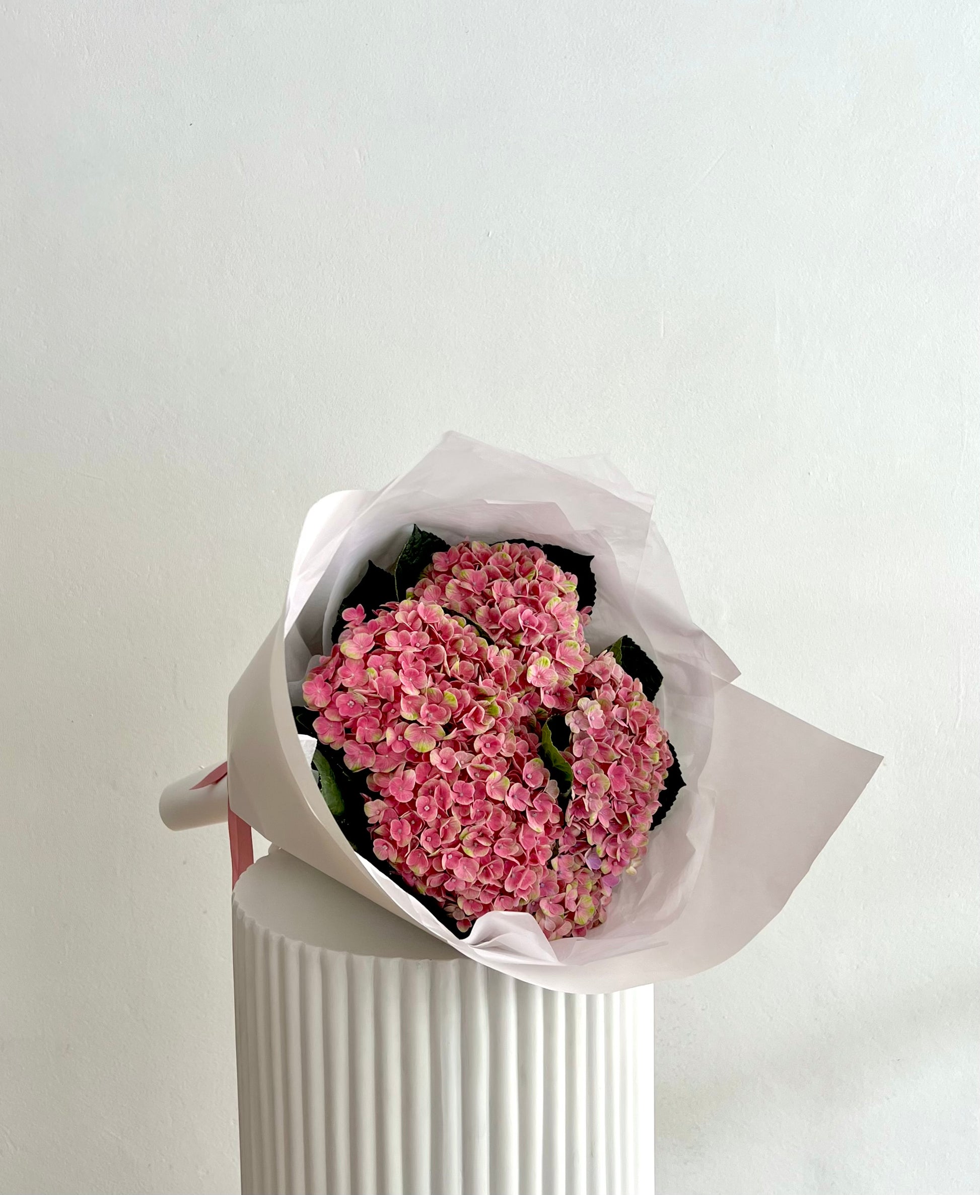 Bouquet of Hydrangea flowers wrapped in white paper with a ribbon for Valentine's Day